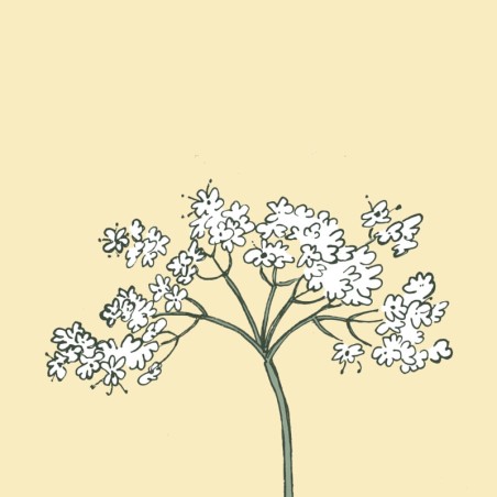 sirop de fleurs de sureau