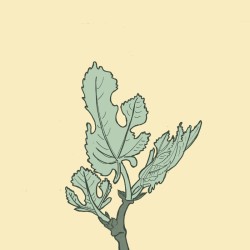 sirop feuille de figuier