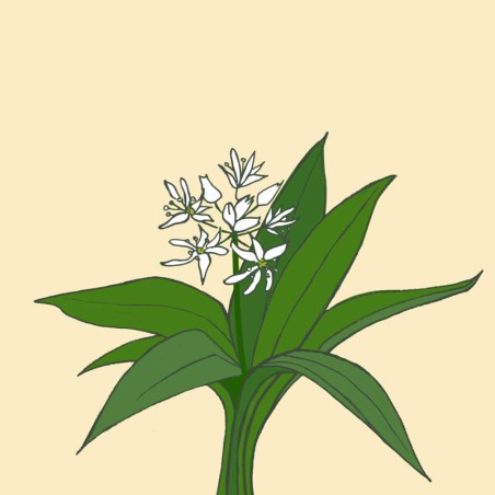 pesto d'ail des ours