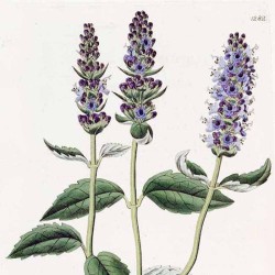 Agastache