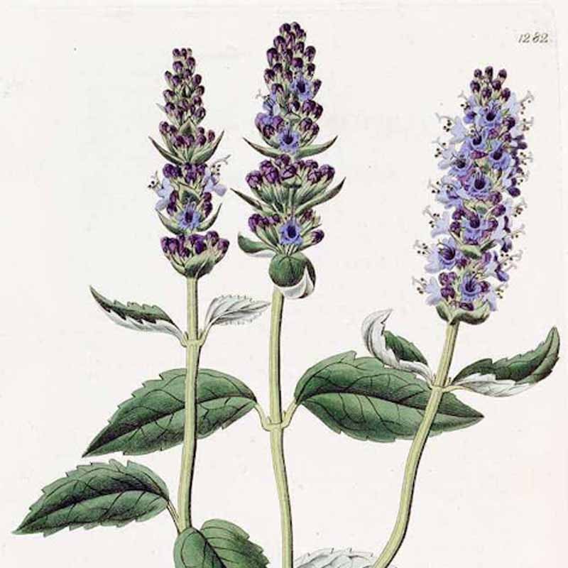 Agastache