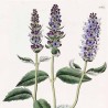 Agastache
